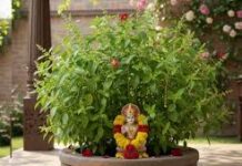 तुलसी पर अर्पित करें कच्चा दूध, गृह क्लेश से मिलेगी मुक्ति,आर्थिक तंगी होगी दूर