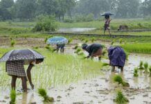 उमरिया में सात दिन से झमाझम बारिश, किसानों के चेहरे खिले; खरीफ फसलों को मिली राहत